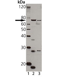 TAP1 polyclonal antibody Western blot