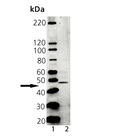 Tapasin polyclonal antibody Western blot