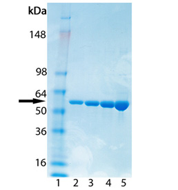 HSP60 (low endotoxin) (human), (recombinant) SDS-PAGE