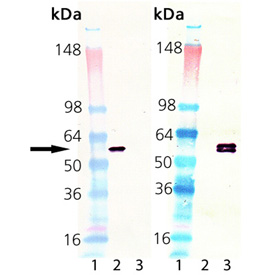 HSP60 (low endotoxin) (human), (recombinant) Western blot
