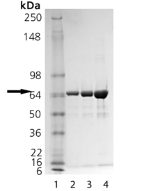HSP70 (low endotoxin) (human), (recombinant) SDS-PAGE