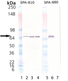HSP70 (low endotoxin) (human), (recombinant) Western blot