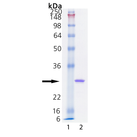 HSP27 (low endotoxin) (human), (recombinant) SDS-PAGE