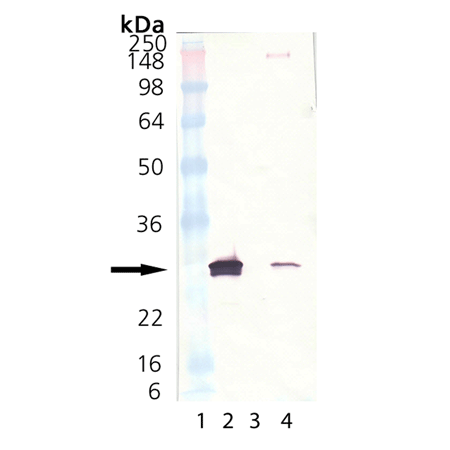 HSP27 (low endotoxin) (human), (recombinant) Western blot
