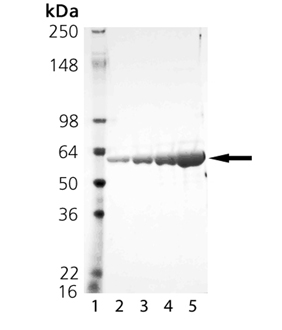 HSP60 (low endotoxin) (mouse), (recombinant) SDS-PAGE