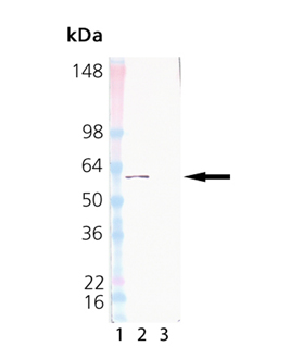 HSP60 (low endotoxin) (mouse), (recombinant) Western blot
