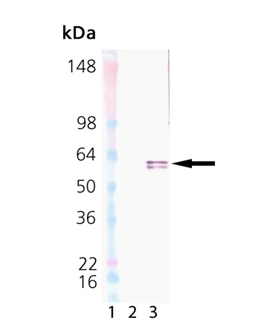 HSP60 (low endotoxin) (mouse), (recombinant) Western blot