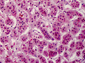 [pThr232]Aurora B polyclonal antibody Immunohistochemistry
