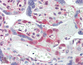 Erk1/2 polyclonal antibody Immunohistochemistry