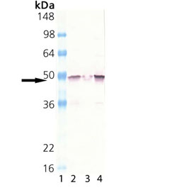 MEK1 polyclonal antibody Western blot
