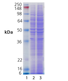 HeLa (heat shocked) , (cell lysate) SDS-PAGE