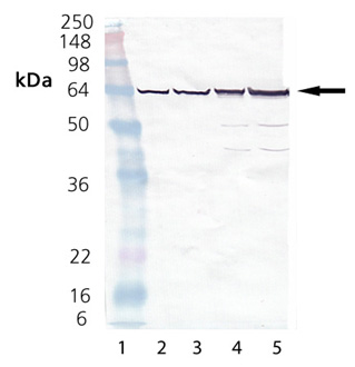 HeLa (heat shocked) , (cell lysate) Western blot