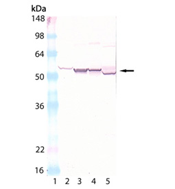 Cytochrome P450 polyclonal antibody Western blot