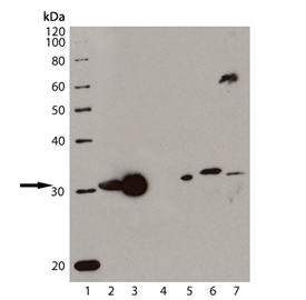 HO-1 monoclonal antibody (HO-1-1) Western blot