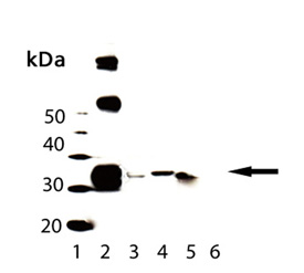 Biliverdin Reductase polyclonal antibody Western blot