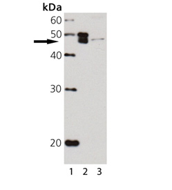 p47Phox polyclonal antibody Western blot