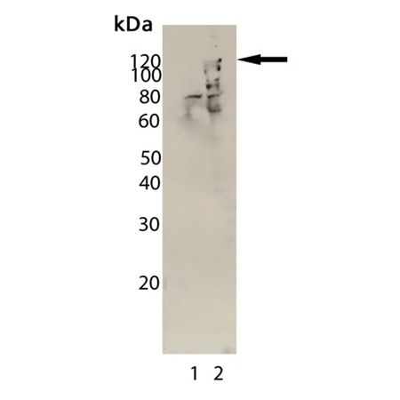 HIF-1α monoclonal antibody (Hα111a) Western blot
