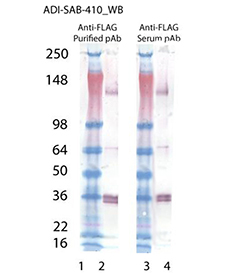 FLAG polyclonal antibody Western blot