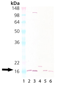 Cu/Zn SOD polyclonal antibody (biotin conjugate) Western blot
