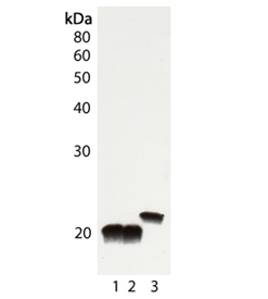 Cu/Zn SOD polyclonal antibody Western blot