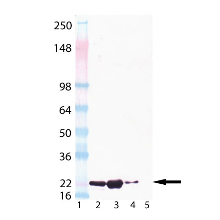 αB-Crystallin monoclonal antibody (1B6.1-3G4) Western blot