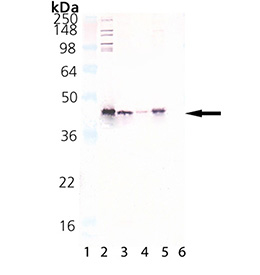 HSP40/Hdj1 polyclonal antibody Western blot