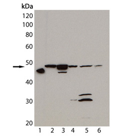 HSP47 monoclonal antibody (M16.10A1) Western blot