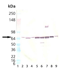 HSC70/HSP70 polyclonal antibody Western blot