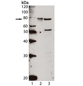 Grp78/BiP polyclonal antibody Western blot