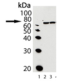 Grp78/BiP polyclonal antibody Western blot