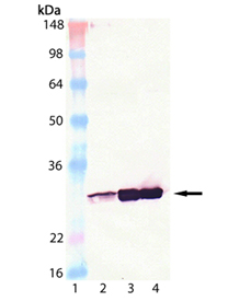 HSP27 monoclonal antibody (G3.1) Western blot