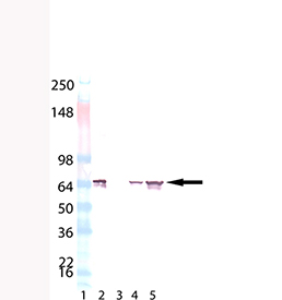 HSP70/HSP72 monoclonal antibody (C92F3A-5) (AP conjugate) Western blot