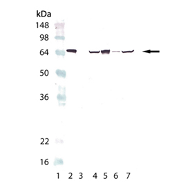 HSP70/HSP72 monoclonal antibody (C92F3A-5) Western blot