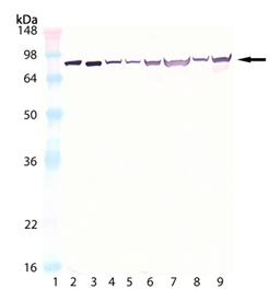HSC70/HSP70 monoclonal antibody (N27F3-4) Western blot