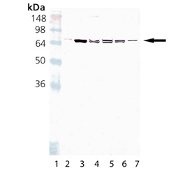 HSC70/HSP70 monoclonal antibody (BB70) Western blot