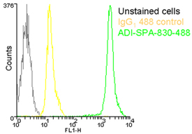 HSP90 monoclonal antibody (AC88) (DyLight™ 488 conjugate) Flow Cytometry