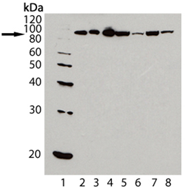 HSP90 monoclonal antibody (AC88) Western blot