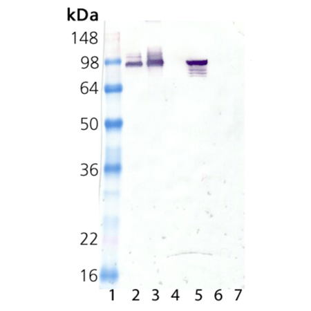 HSP90α monoclonal antibody (9D2) Western blot