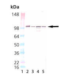 Grp94 monoclonal antibody (9G10) Western blot
