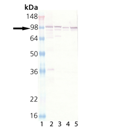 Calnexin polyclonal antibody Western blot