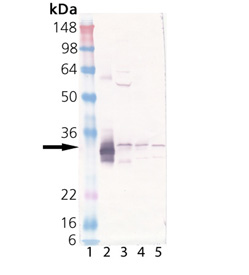 HO-1 polyclonal antibody Western blot