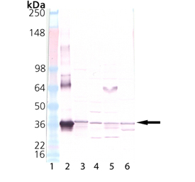 HO-2 polyclonal antibody Western blot