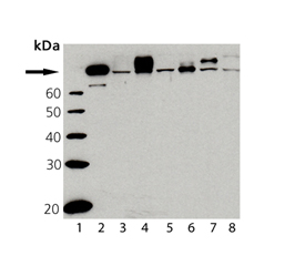 HSF1 polyclonal antibody Western blot
