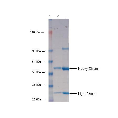 HSF1 monoclonal antibody (10H8) SDS-PAGE analysis