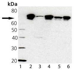 TRAP1 monoclonal antibody (9B6) Western blot