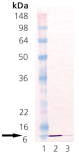 Cpn10 (human), (recombinant) Western blot