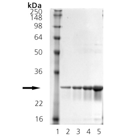 HSP25 (mouse), (recombinant) SDS-PAGE