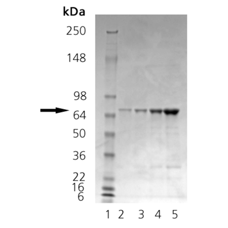 Calnexin (lumenal domain) (human), (recombinant) SDS-PAGE