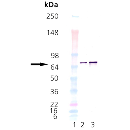Calnexin (lumenal domain) (human), (recombinant) Western blot