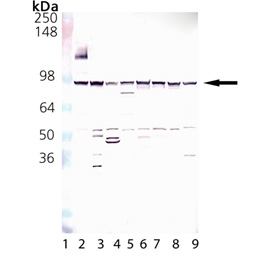 HSP90α polyclonal antibody Western blot